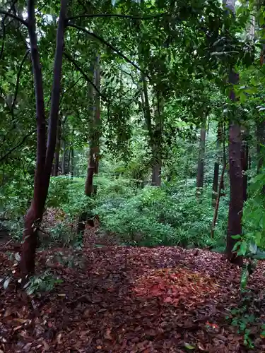 明治神宮の自然