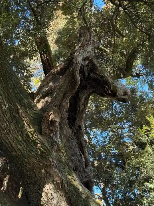 大杉神社の{uncategorized: "未分類", other: "その他", undefined: "問題あり", building: "その他建物", grave: "お墓", sacred_gate: "鳥居", guardian: "狛犬", statue: "像", buddha: "仏像", history: "歴史", nature: "自然", garden: "庭園", animal: "動物", pagoda: "塔", temizu: "手水舎", mountain_gate: "山門・神門", sanctuary: "本殿・本堂", subordinate: "末社・摂社", art: "芸術", scenery: "景色", jizo: "地蔵", ema: "絵馬", goshuin: "御朱印", omikuji: "おみくじ", items: "授与品その他", amulet: "お守り", goshuincho: "御朱印帳", eats: "食事", festival: "お祭り", votive_dance: "神楽", shichigosan: "七五三参", wedding: "結婚式", experience: "体験その他", initially: "初詣", around: "周辺", anti_infection: "感染症対策"}