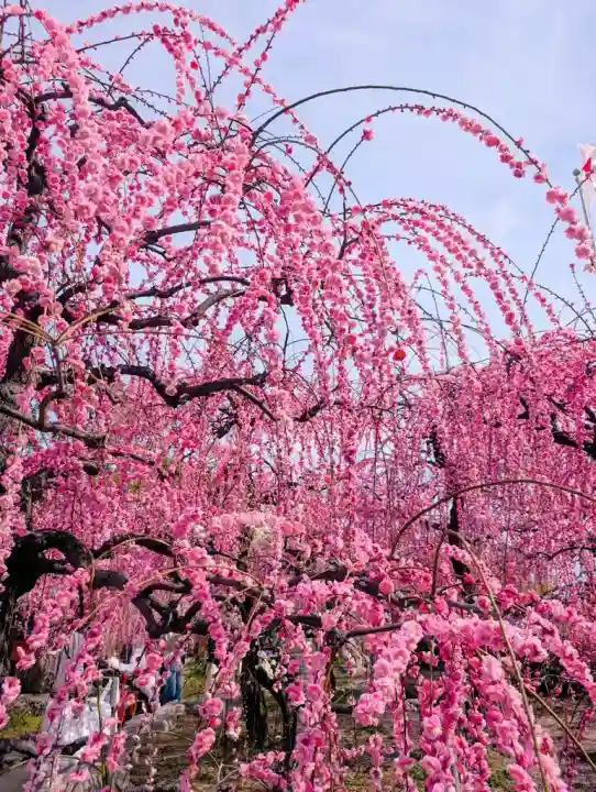 防府天満宮の{uncategorized: "未分類", other: "その他", undefined: "問題あり", building: "その他建物", grave: "お墓", sacred_gate: "鳥居", guardian: "狛犬", statue: "像", buddha: "仏像", history: "歴史", nature: "自然", garden: "庭園", animal: "動物", pagoda: "塔", temizu: "手水舎", mountain_gate: "山門・神門", sanctuary: "本殿・本堂", subordinate: "末社・摂社", art: "芸術", scenery: "景色", jizo: "地蔵", ema: "絵馬", goshuin: "御朱印", omikuji: "おみくじ", items: "授与品その他", amulet: "お守り", goshuincho: "御朱印帳", eats: "食事", festival: "お祭り", votive_dance: "神楽", shichigosan: "七五三参", wedding: "結婚式", experience: "体験その他", initially: "初詣", around: "周辺", anti_infection: "感染症対策"}