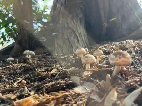 結城諏訪神社(茨城県)