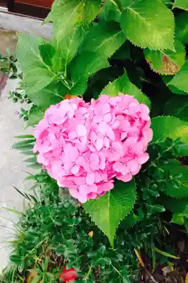 御霊神社(神奈川県)