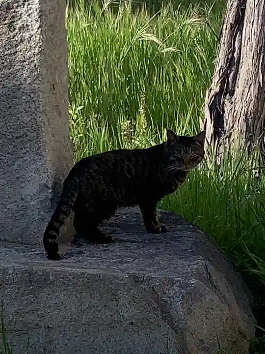 穂蓼八幡神社の動物