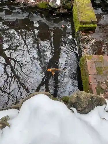 白石神社の動物