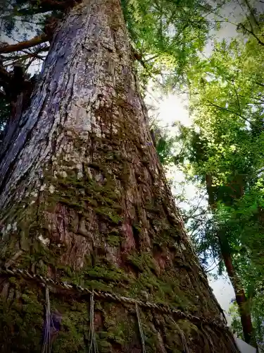 金櫻神社の{uncategorized: "未分類", other: "その他", undefined: "問題あり", building: "その他建物", grave: "お墓", sacred_gate: "鳥居", guardian: "狛犬", statue: "像", buddha: "仏像", history: "歴史", nature: "自然", garden: "庭園", animal: "動物", pagoda: "塔", temizu: "手水舎", mountain_gate: "山門・神門", sanctuary: "本殿・本堂", subordinate: "末社・摂社", art: "芸術", scenery: "景色", jizo: "地蔵", ema: "絵馬", goshuin: "御朱印", omikuji: "おみくじ", items: "授与品その他", amulet: "お守り", goshuincho: "御朱印帳", eats: "食事", festival: "お祭り", votive_dance: "神楽", shichigosan: "七五三参", wedding: "結婚式", experience: "体験その他", initially: "初詣", around: "周辺", anti_infection: "感染症対策"}