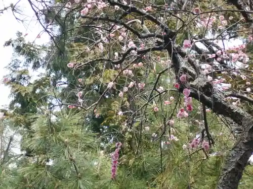安國論寺（安国論寺）の自然