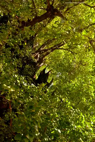 飛木稲荷神社(東京都)