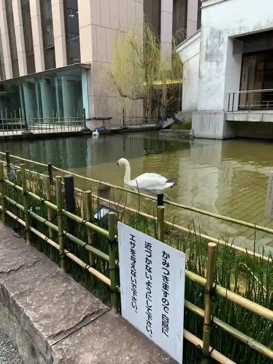 頂法寺(六角堂)の動物