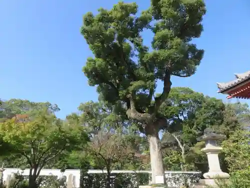 愛染堂勝鬘院の庭園