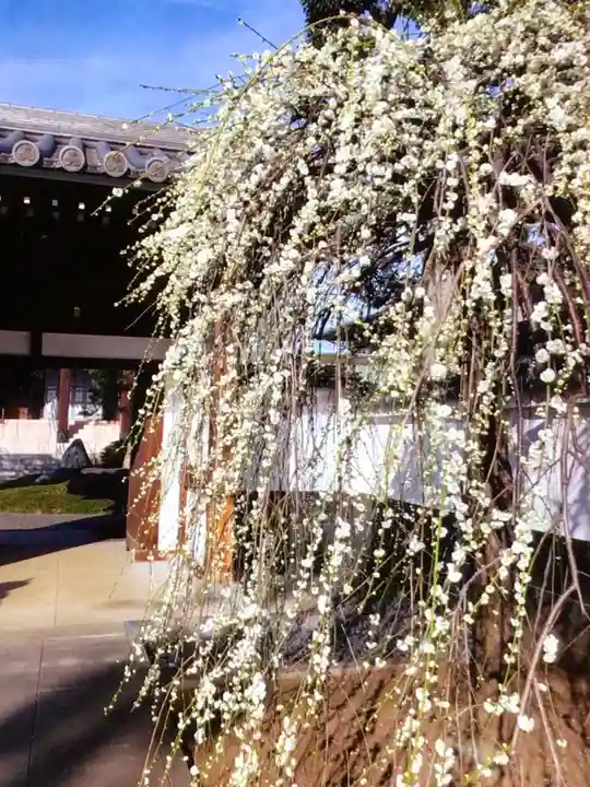 圓照寺(東京都)