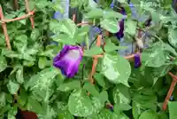 【閉業】小石川大神宮(東京都)