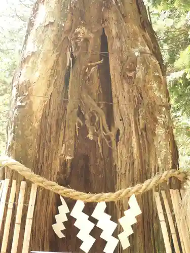 日光東照宮の自然