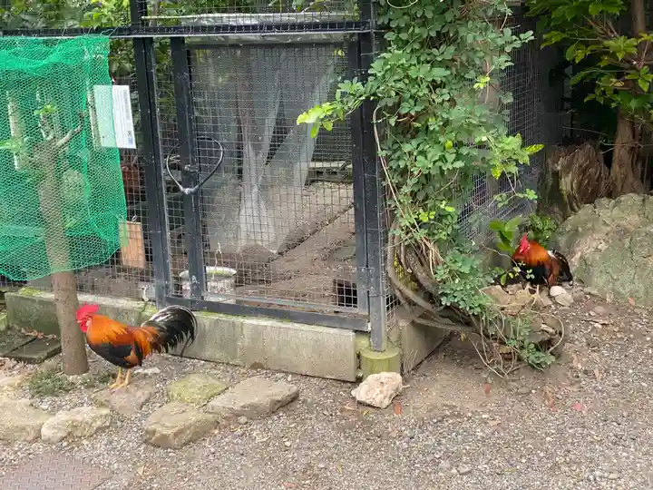 高知大神宮(高知県)