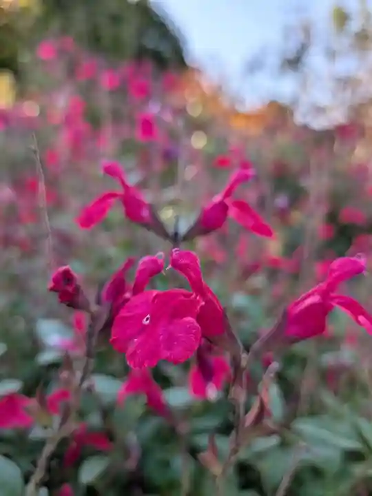 福蔵院(東京都)