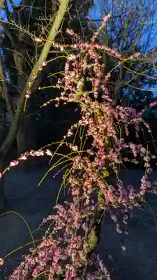 東寺（教王護国寺）(京都府)