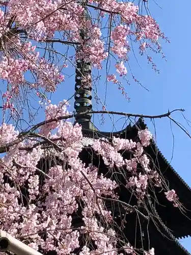 東寺（教王護国寺）の自然