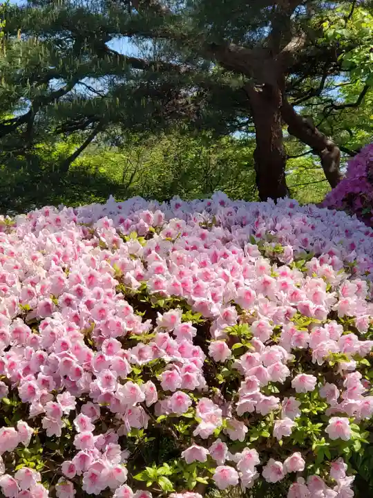 開成山大神宮の自然