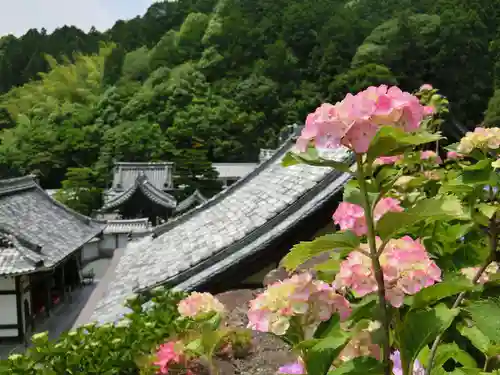 柳谷観音　楊谷寺の自然