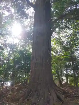 春日神社の自然
