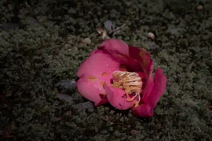 禅林寺(永観堂)(京都府)