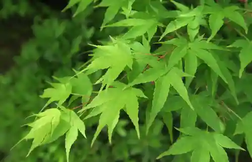 達磨堂 円福寺 (京都府)
