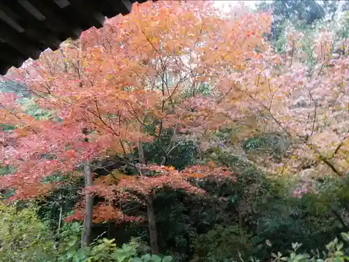 浄瑠璃寺の自然