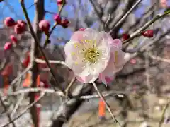 朝日森天満宮の自然