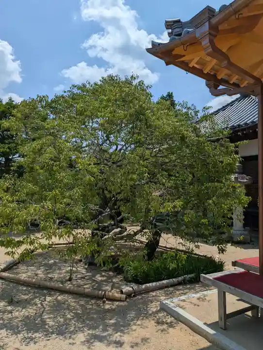 観照寺(岡山県)