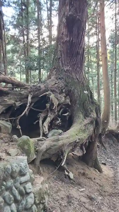 武蔵御嶽神社の自然