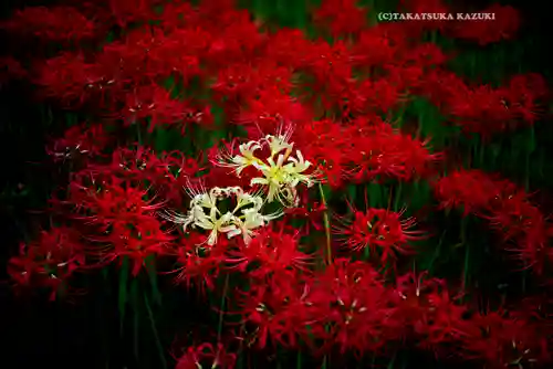 横浜　西方寺(神奈川県)