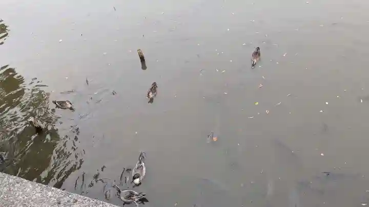 旗上弁財天社の動物