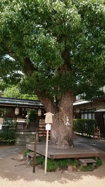 晴明神社の自然