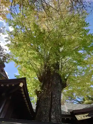 麻賀多神社の自然