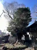 熊野神社の自然