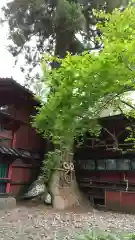 北口本宮冨士浅間神社の自然