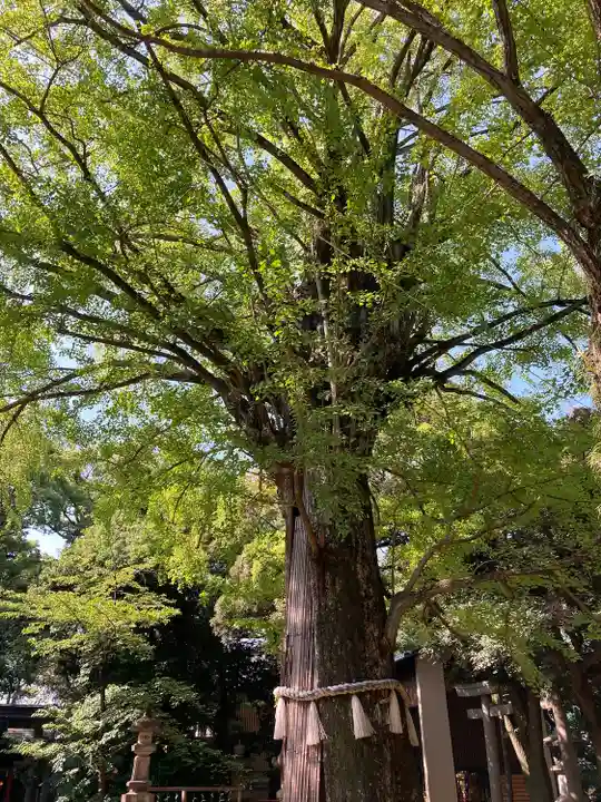 赤坂氷川神社(東京都)