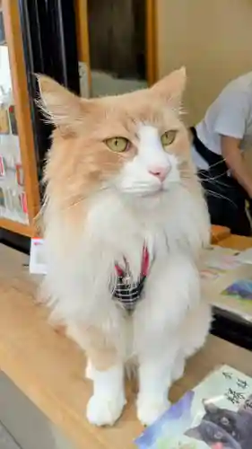 駒込妙義神社の動物