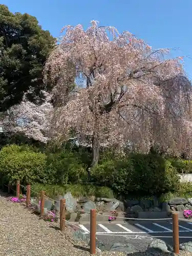 櫻木神社の庭園