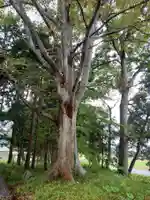 鹿島神社の自然