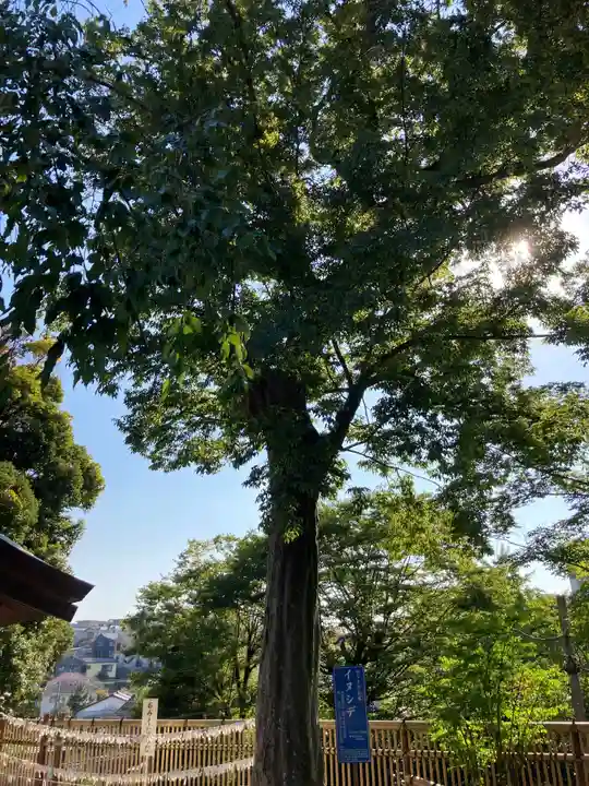師岡熊野神社の自然