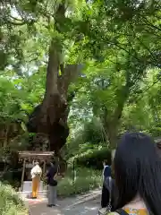 來宮神社(静岡県)