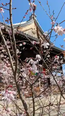 妙蓮寺(京都府)