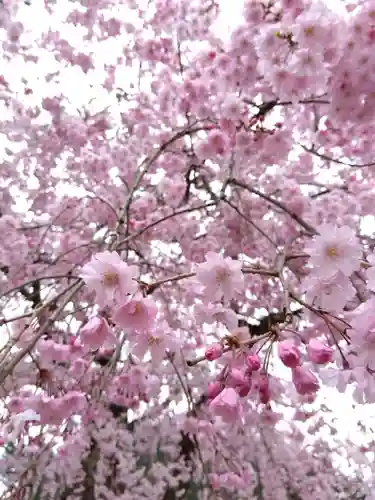 日吉神社の自然