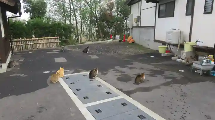 御誕生寺(猫寺)の動物