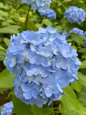 本土寺(千葉県)