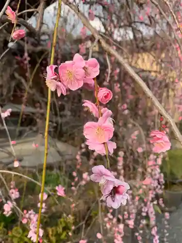 一心寺の自然