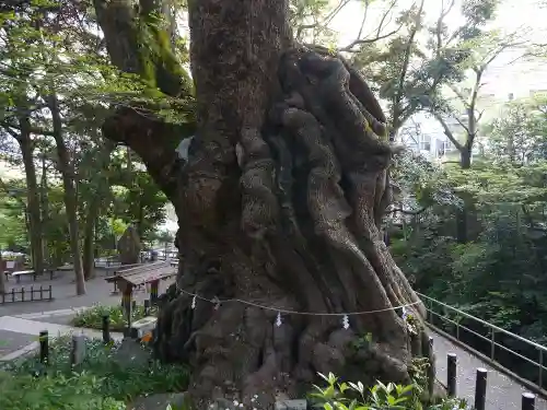 來宮神社の自然