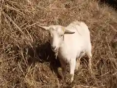 楽法寺（雨引観音）の動物