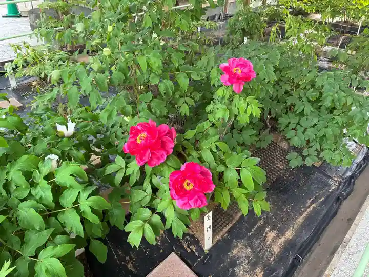 観音寺(徳島県)