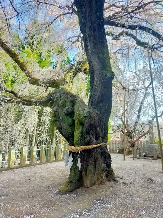 小川諏訪神社の自然