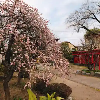 白山神社(東京都)